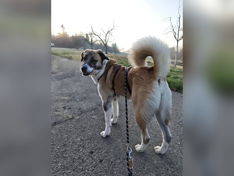 Anton – sanfter Riese sucht sein Zuhause