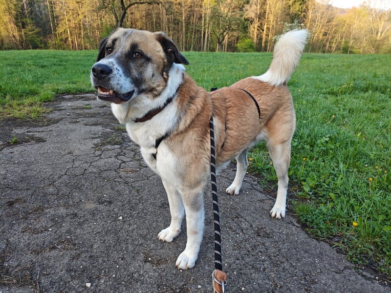 Anton – sanfter Riese sucht sein Zuhause