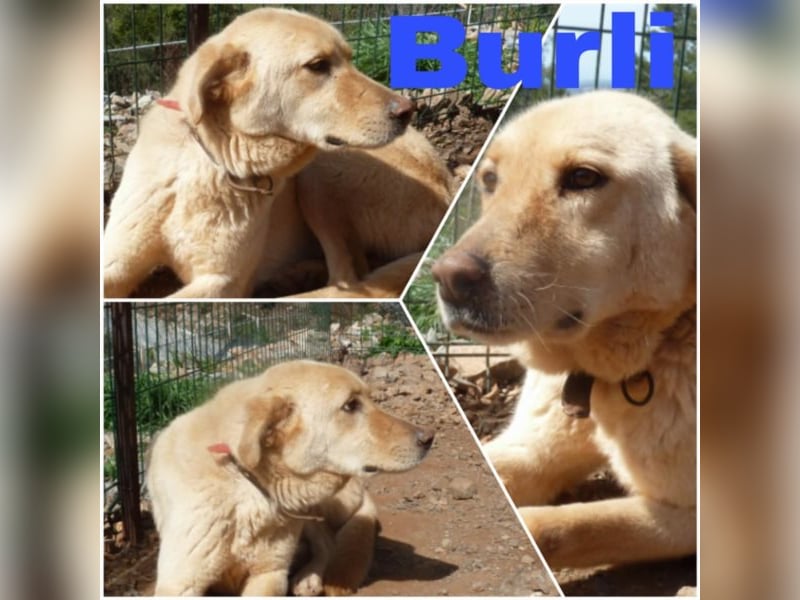 Burli sucht sein Für-Immer-Zuhause