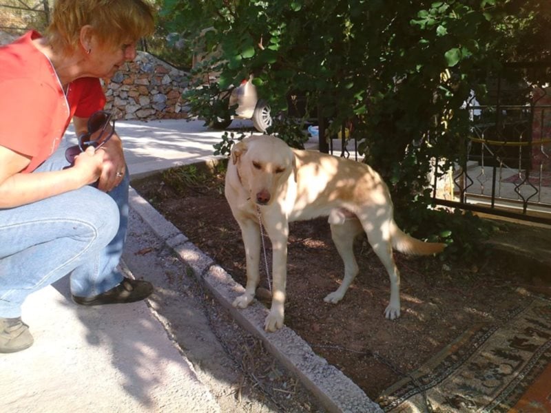 Burli sucht sein Für-Immer-Zuhause