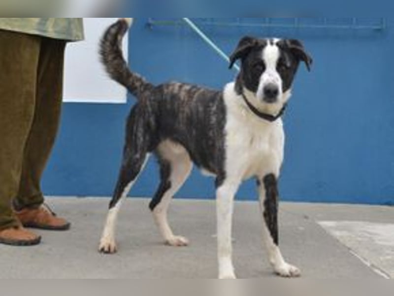 Second, ein Traum von einem Hund, absolut gutmütig und zugewandt