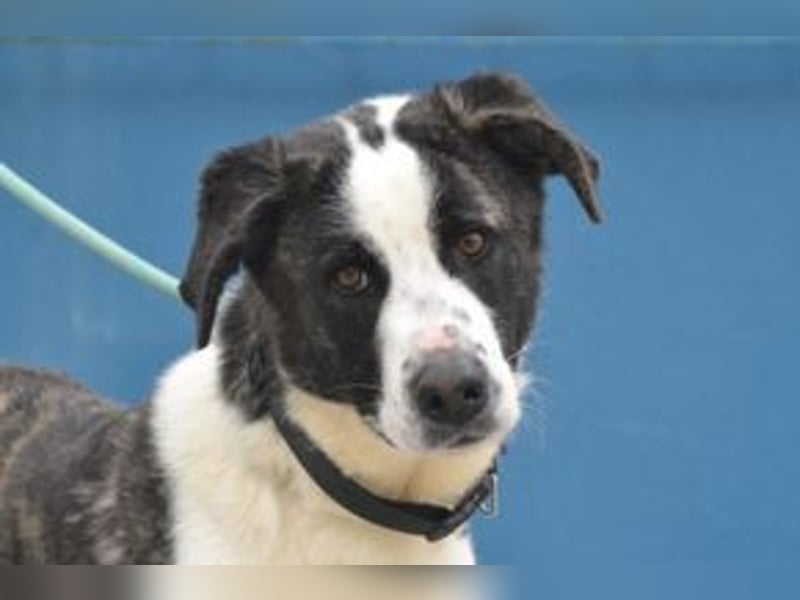 Second, ein Traum von einem Hund, absolut gutmütig und zugewandt