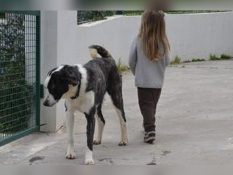 Second, ein Traum von einem Hund, absolut gutmütig und zugewandt