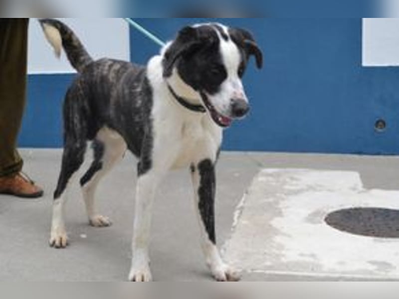 Second, ein Traum von einem Hund, absolut gutmütig und zugewandt