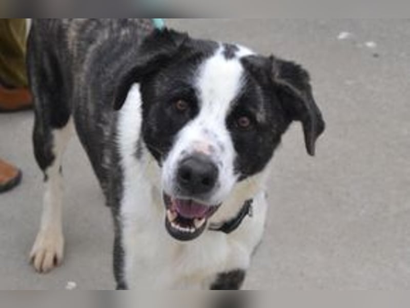 Second, ein Traum von einem Hund, absolut gutmütig und zugewandt