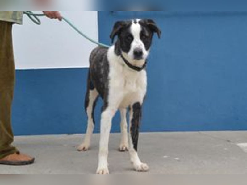 Second, ein Traum von einem Hund, absolut gutmütig und zugewandt