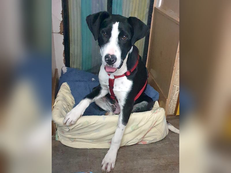 MILVA – lernen, vertrauen, ankommen