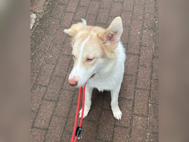 Charlie - Familienanschluss gesucht