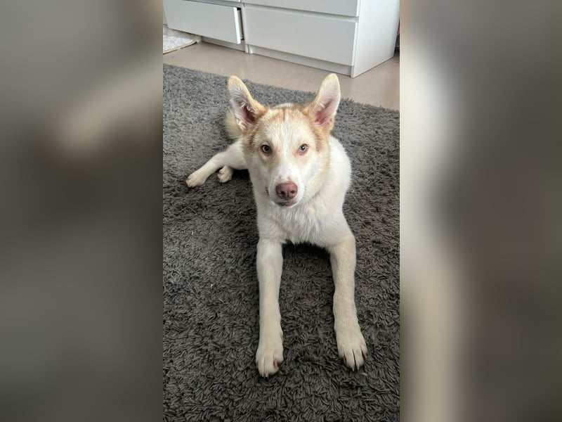 Charlie - Familienanschluss gesucht