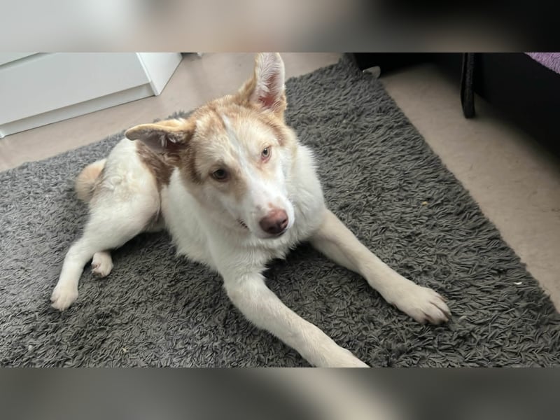 Charlie - Familienanschluss gesucht