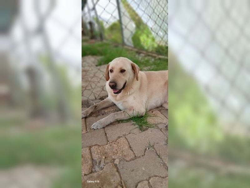 Buddy, liebevoller Labrador Mischling