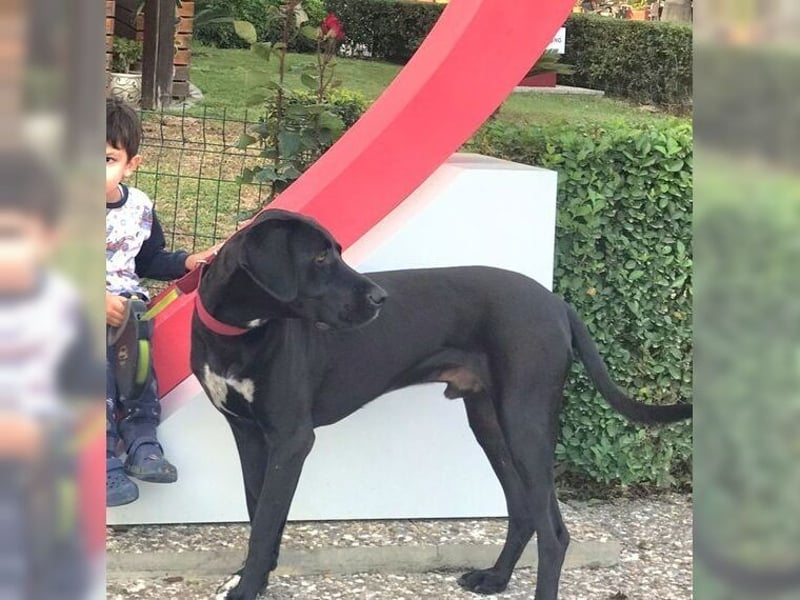 Nero,bildschöner Traumhund mit top Charakter