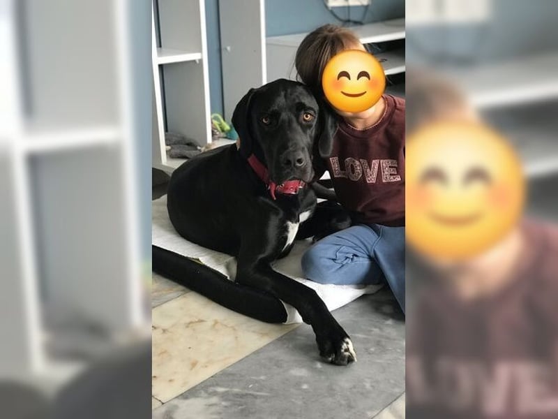 Nero,bildschöner Traumhund mit top Charakter