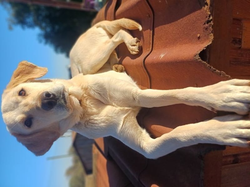 Liebevolle Mia, Golden Retriever Mischling