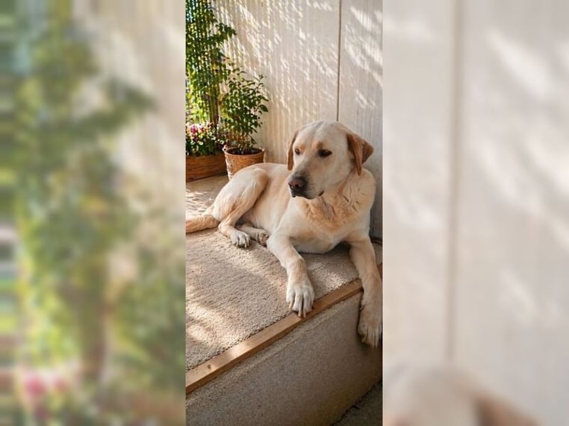 Buddy, liebevoller Labrador Mischling