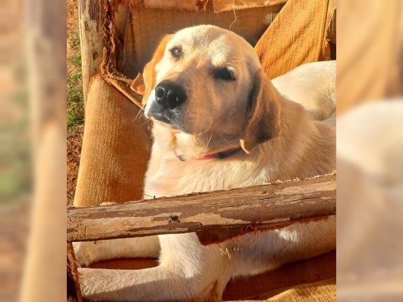 Liebevolle Mia, Golden Retriever Mischling