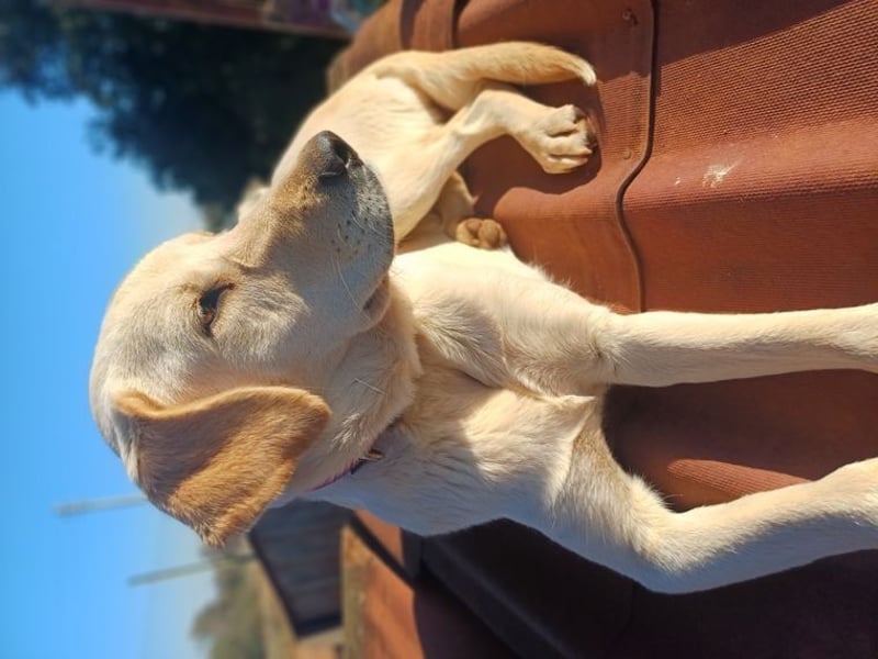 Liebevolle Mia, Golden Retriever Mischling