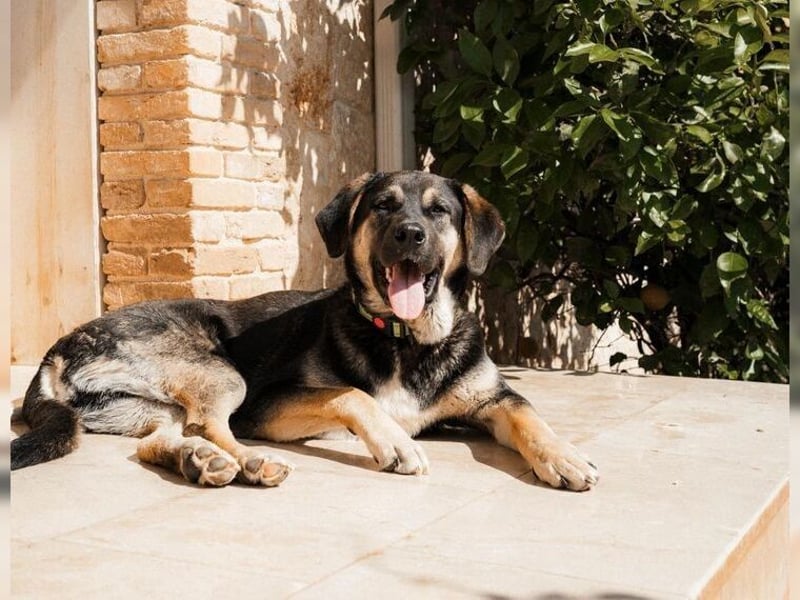 Riesenbaby Kian,ein Herzenshund