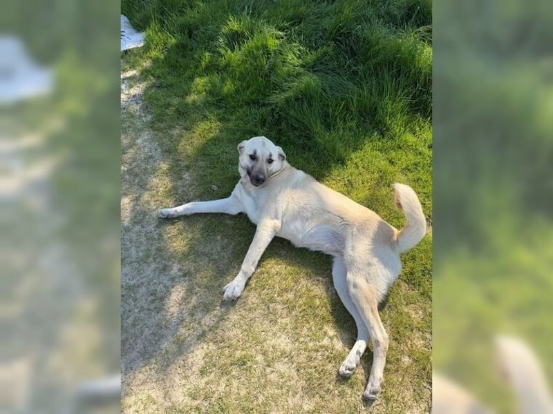 Kontess, gelassene, soziale Hündin