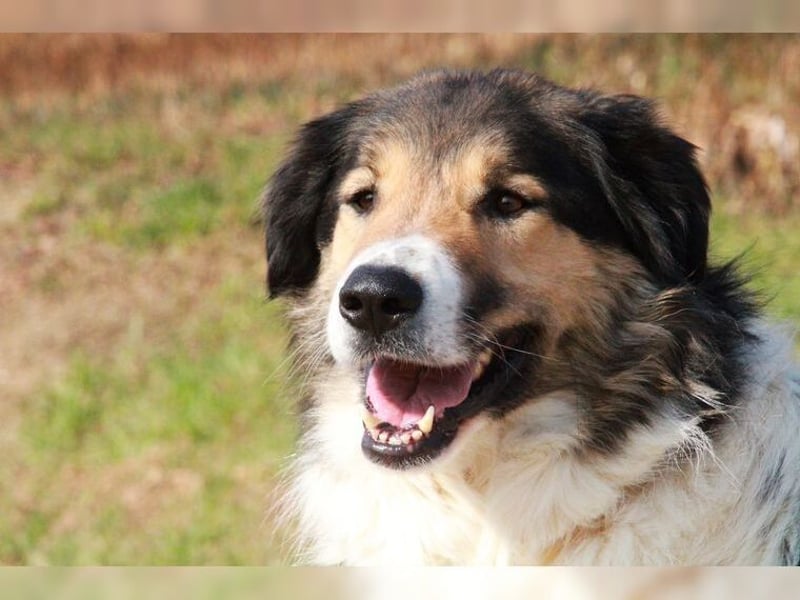 Freddy, bildschöner Herdenschutzhundmix