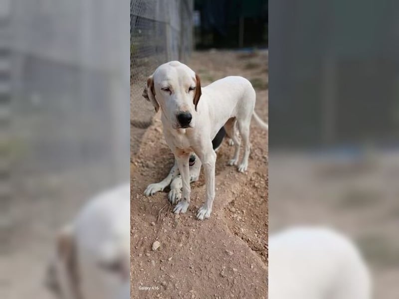 Sakiz, liebevolle Hündin mit einem großen Herzen