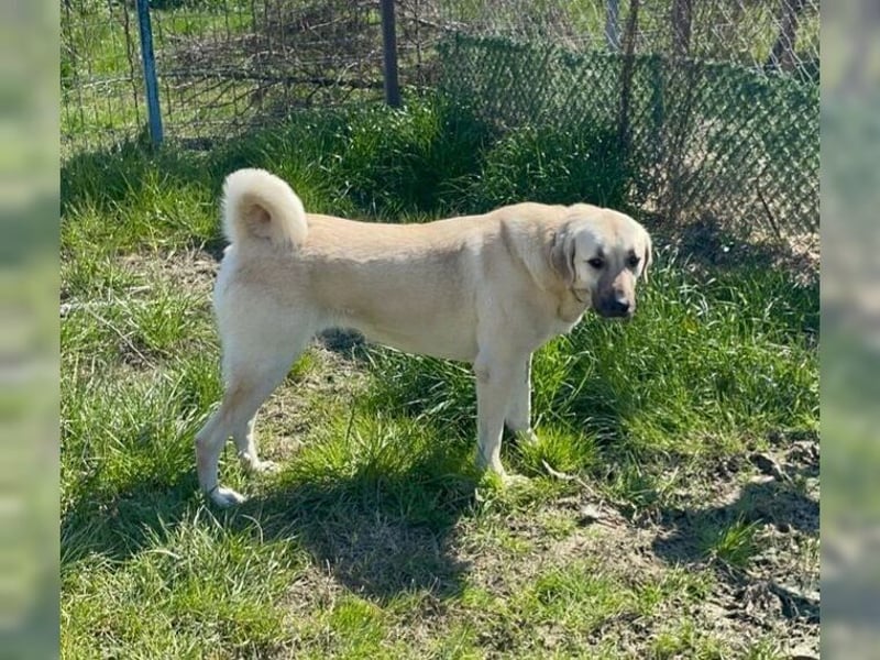 Kontess, gelassene, soziale Hündin