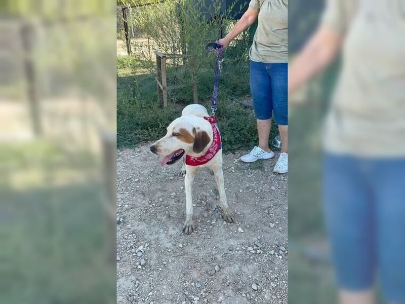 Sakiz, liebevolle Hündin mit einem großen Herzen