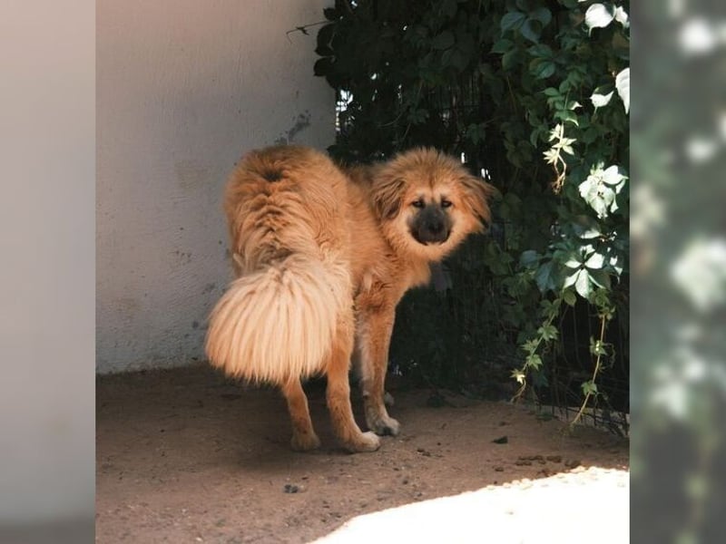 Puffy, eine ganz besondere Hündin