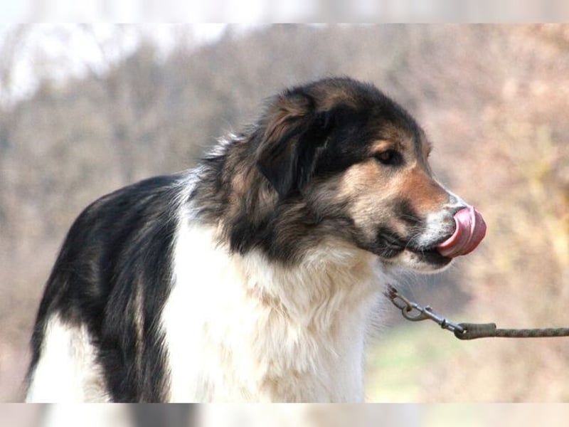 Freddy, bildschöner Herdenschutzhundmix