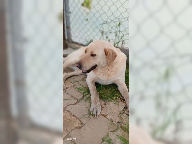 Buddy, liebevoller Labrador Mischling