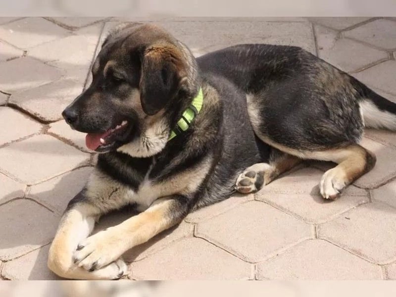 Riesenbaby Kian,ein Herzenshund