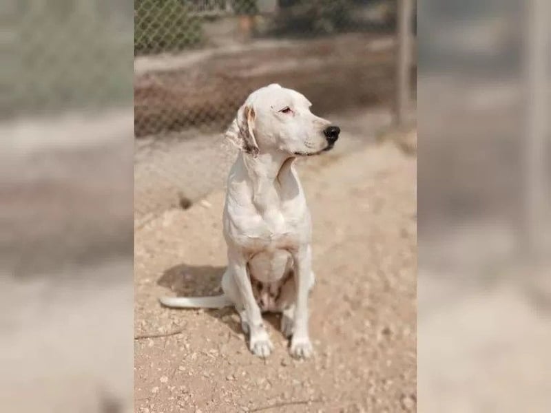 Sakiz, liebevolle Hündin mit einem großen Herzen