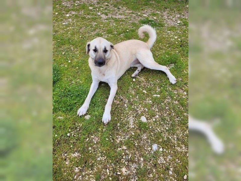 Kontess, gelassene, soziale Hündin