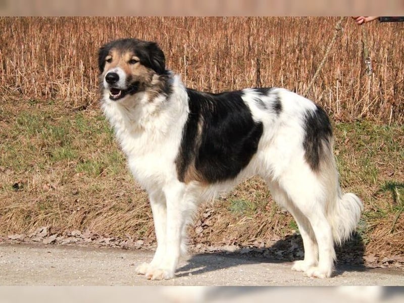 Freddy, bildschöner Herdenschutzhundmix