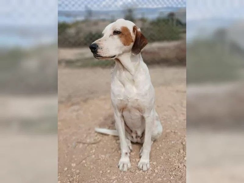 Sakiz, liebevolle Hündin mit einem großen Herzen