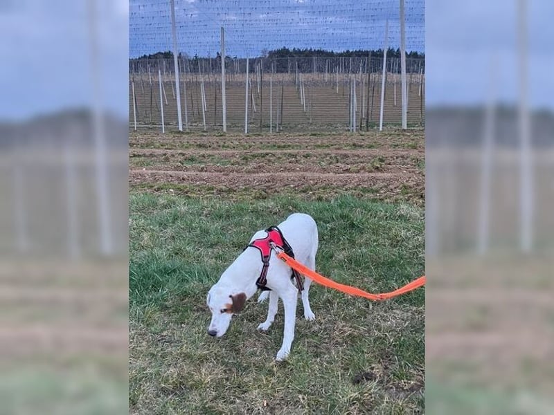 Sakiz, liebevolle Hündin mit einem großen Herzen