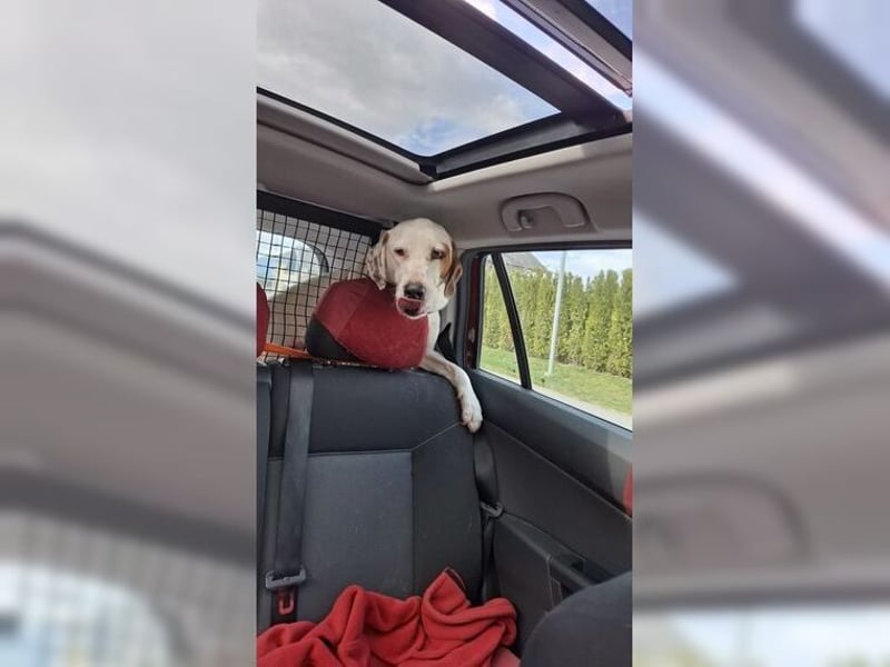 Sakiz, liebevolle Hündin mit einem großen Herzen