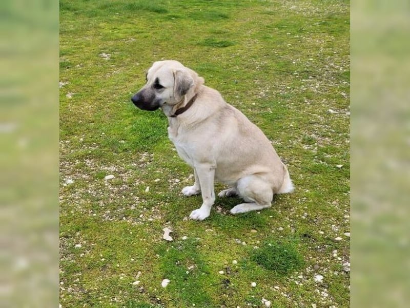 Kontess, gelassene, soziale Hündin