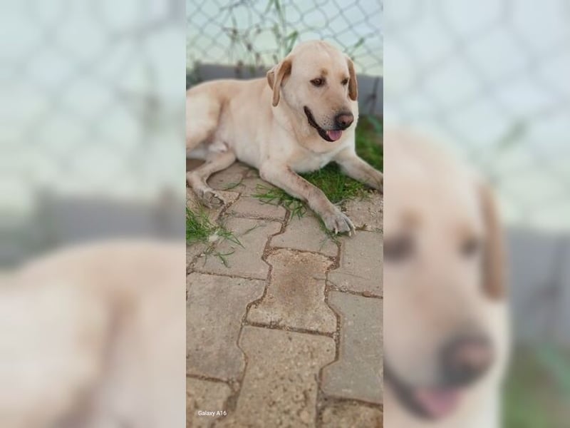 Buddy, liebevoller Labrador Mischling