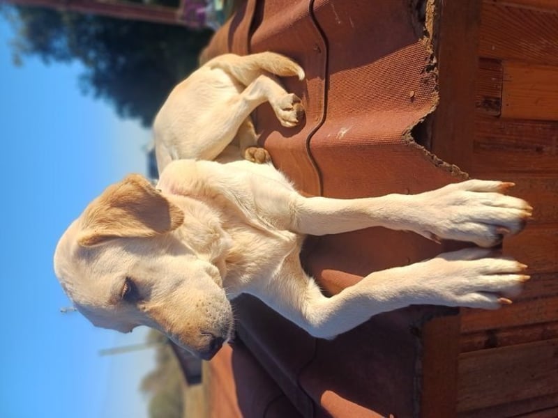 Liebevolle Mia, Golden Retriever Mischling