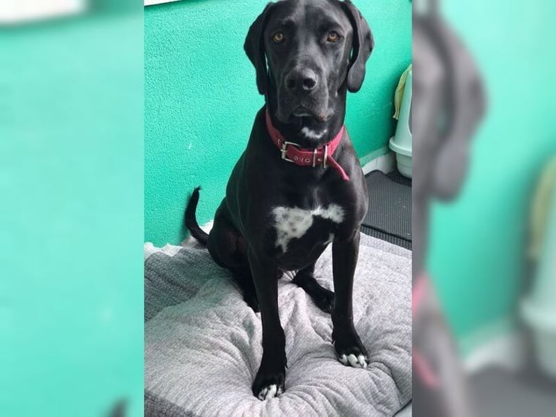 Nero,bildschöner Traumhund mit top Charakter