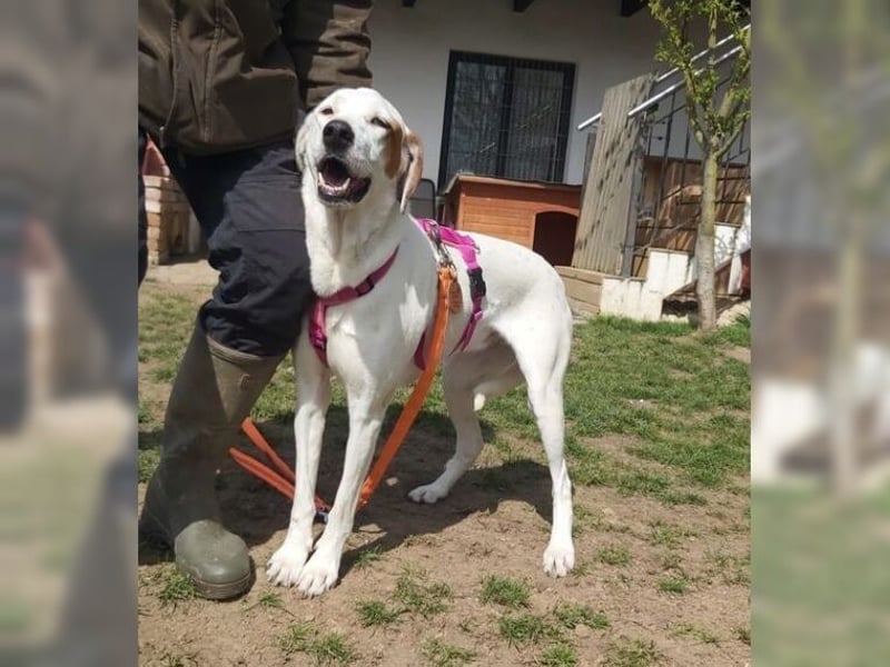 Sakiz, liebevolle Hündin mit einem großen Herzen