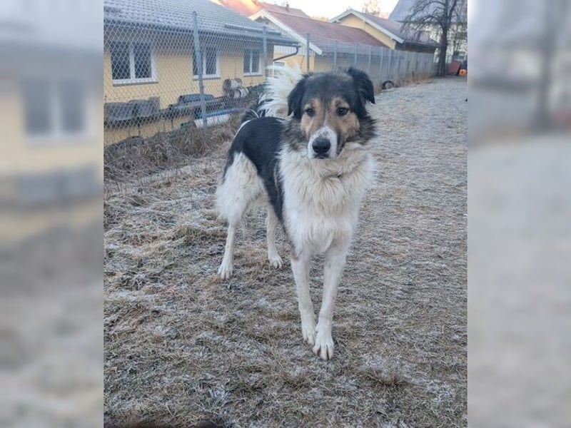 Freddy, bildschöner Herdenschutzhundmix