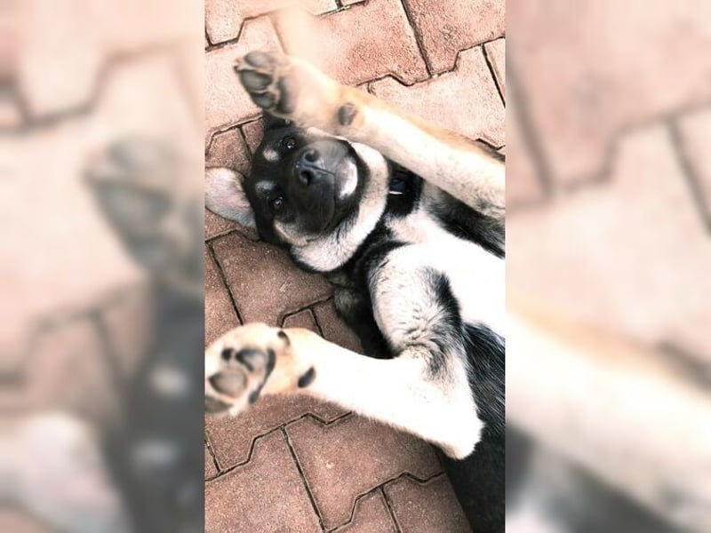 Riesenbaby Kian,ein Herzenshund
