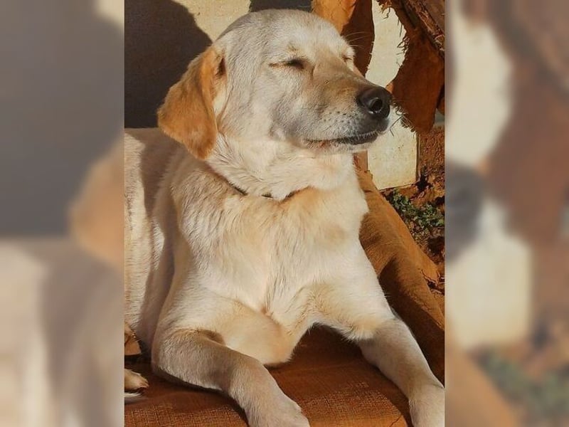 Liebevolle Mia, Golden Retriever Mischling