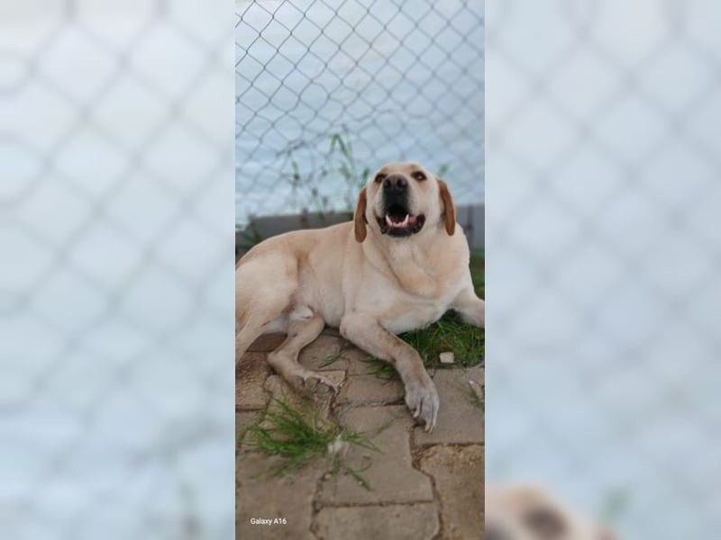 Buddy, liebevoller Labrador Mischling