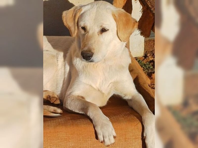 Liebevolle Mia, Golden Retriever Mischling