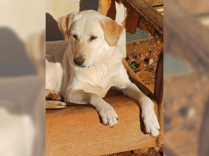 Liebevolle Mia, Golden Retriever Mischling