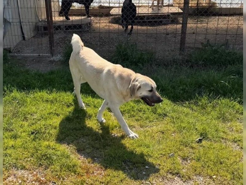 Kontess, gelassene, soziale Hündin