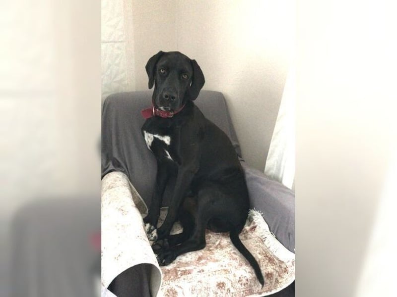 Nero,bildschöner Traumhund mit top Charakter